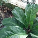 Anthurium hookeri Leaf