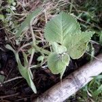 Plectranthus amboinicus Lapas