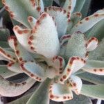 Kalanchoe tomentosa 葉