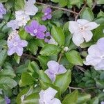 Brunfelsia australis Kvet