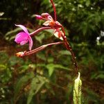 Spathoglottis plicata 花