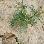 Lepidium squamatum Leaf