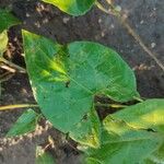 Fallopia convolvulus Blatt