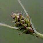 Carex hostiana Φρούτο