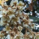 Eriobotrya japonica Blomst
