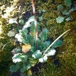 Saxifraga hirsuta Hoja