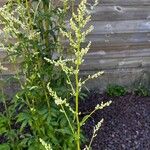 Artemisia lactiflora ᱵᱟᱦᱟ