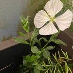 Oenothera tetraptera Folha