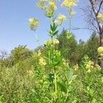 Thalictrum flavum Habit