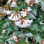 Abelia x grandiflora Flor