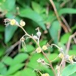 Deutzia crenata फल