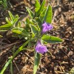 Ruellia prostrata Blüte