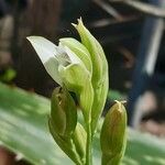 Chloraea membranacea Flower