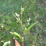 Persicaria mitis Alkat (teljes növény)