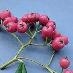 Cotoneaster frigidus Fruit