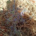 Eryngium creticum ফুল