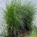 Carex elata Fuelha