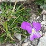 Viola calcarata Floro