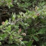 Cistus lasianthus Leht