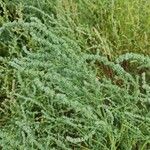 Atriplex littoralis Fruit