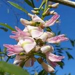 Gliricidia sepium Flower