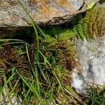 Athyrium distentifolium Habitus