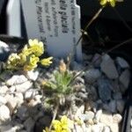 Biscutella glacialis Flor
