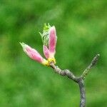 Malus sylvestris Çiçek