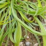 Plantago ovata Blad