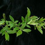 Salix daltoniana موطن