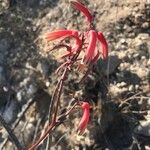 Aloe divaricata ফুল