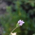 Pterocephalidium diandrum Flower