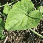 Cucumis dipsaceus Leaf