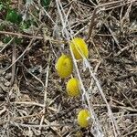 Cucumis dipsaceus Fruit