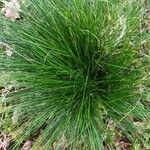 Festuca heterophylla برگ