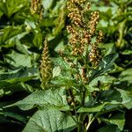 Chenopodium bonus-henricus Flower