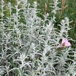 Artemisia ludoviciana Hostoa
