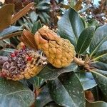 Magnolia grandiflora Ffrwyth