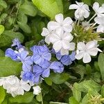 Plumbago auriculataBlomst