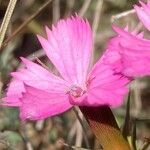 Dianthus balbisii Kwiat