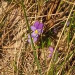 Viola bubanii Цветок