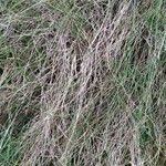 Festuca flavescens Hoja