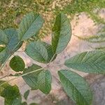 Handroanthus ochraceus Leaf