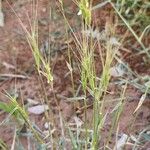 Aegilops triuncialis Hábito