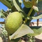 Calotropis procera Frukt