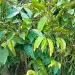 Coffea canephora Hoja