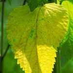 Agastache foeniculum Leaf