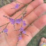 Limonium meyeri Blüte