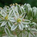 Albuca bracteata Kvet