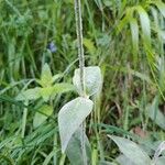 Lychnis flos-jovis Leaf